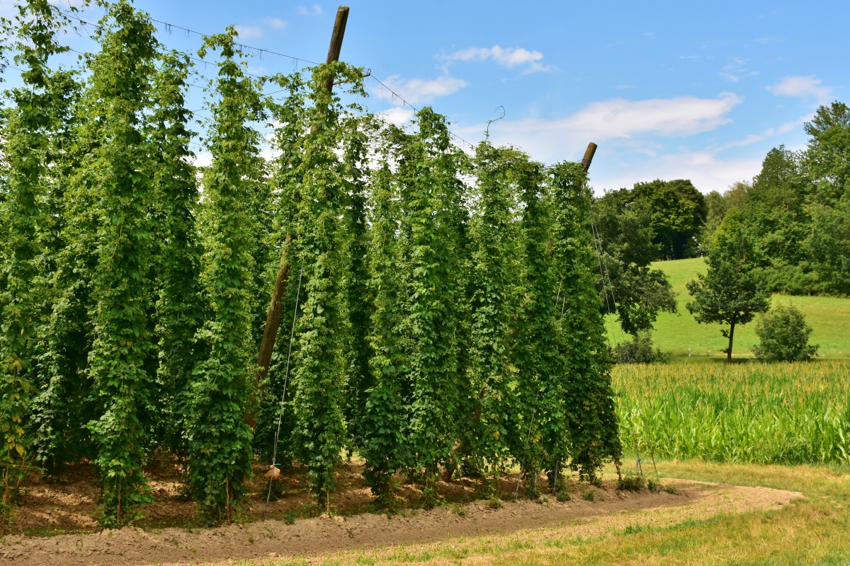 hopfen3